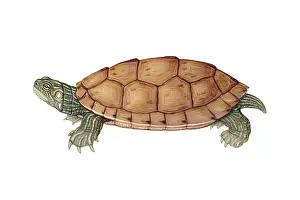 Reptile Illustrations Imprime: Common Map Turtle