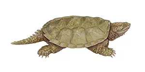 Wildlife Illustration Art Imprime: Common Snapping Turtle
