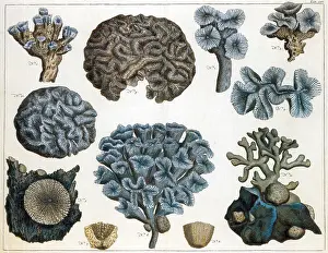 Marine Invertebrates Imprime: Corals