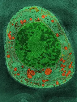 Plant Biology Images Imprime: Corn Root Tip Cell, TEM