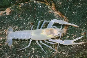 American Crayfish Imprime: Crayfish