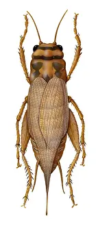 Animal Illustrations Online Imprime: Cricket