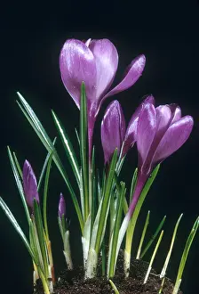 Purple Flowering Plant Imprime: Crocus in Bloom