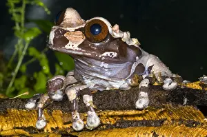 Central American Frogs Imprime: Crowned Tree Frog