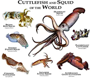 Australian Ocean Wildlife Imprime: Cuttlefish of the World