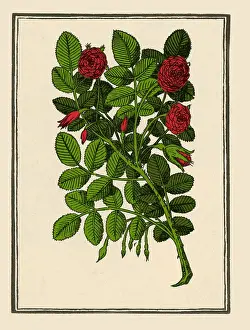 Damask Rose Imprime: Damask Rose