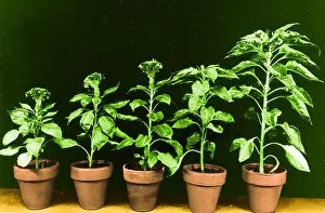 Botany Studio Photography Imprime: Daylight Experiment
