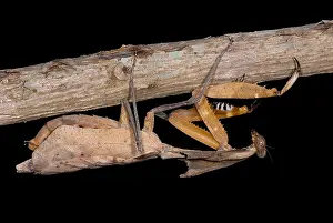 Praying Mantis Species Imprime: Dead Leaf Mantis