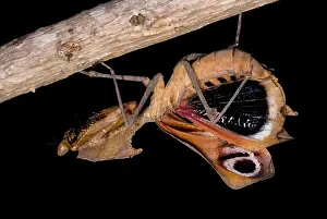Praying Mantis Species Imprime: Dead Leaf Mantis