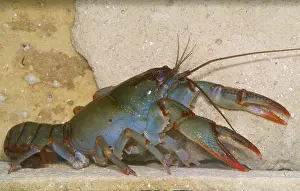 Freshwater Crustaceans Imprime: Devil Crayfish