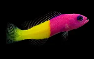 Tropical Reef Fish Imprime: Dottyback