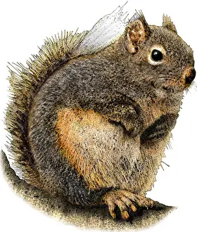 American Wildlife Art Imprime: Douglas Squirrel