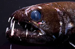 Deep Sea Fish Imprime: Dragonfish
