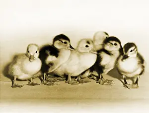Colorful Birds Imprime: Ducklings