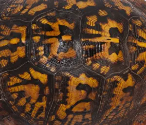 Impresión enmarcada : Tortuga de caja oriental, patrón de concha.