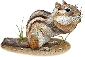 Nature Posters Imprime: Eastern Chipmunk