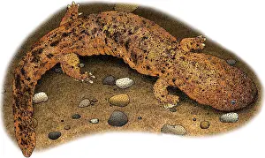 American Wildlife Art Imprime: Eastern Hellbender