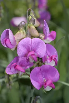 Ornamental Flowering Plants Imprime: Everlasting Pea