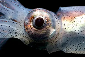 Deep Sea Squid Imprime: Eye Flash Squid