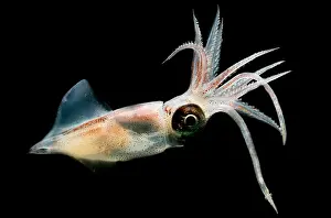 Deep Sea Squid Imprime: Eye Flash Squid