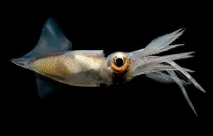 Deep Sea Squid Imprime: Eye Flash Squid