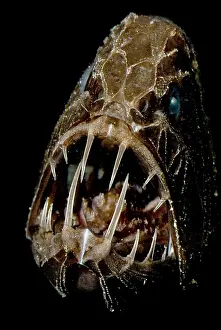 Vertebrate Animal Portraits Imprime: Fangtooth