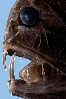 Deep Sea Fish Imprime: Fangtooth