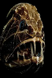 Deep Sea Fish Imprime: Fangtooth