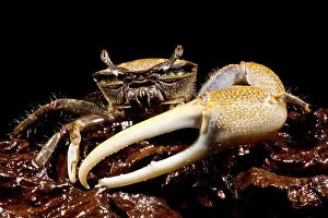 Fiddler Crab Imprime: Fiddler Crab