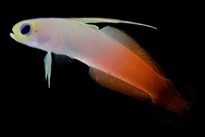 Tropical Fish Imprime: Firefish