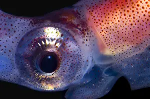 Deep Sea Squid Imprime: Firefly Squid