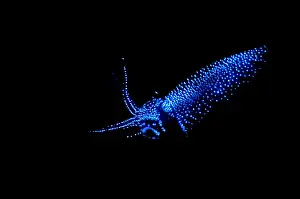 Impresión enmarcada : Calamar luciérnaga. Impresión enmarcada : Calamar luciérnaga.