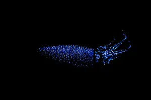Calamar Luciérnaga