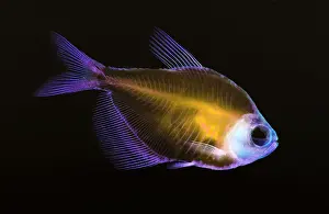 Hueso de Pescado