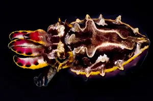 Poisonous Sea Creatures Imprime: Flamboyant Cuttlefish
