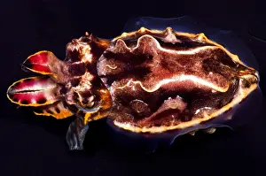 Poisonous Sea Creatures Imprime: Flamboyant Cuttlefish