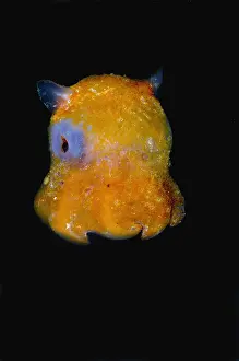 Underwater Animal Images Imprime: Flapjack Octopus