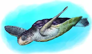 Australian Sea Turtles Imprime: Flatback Sea Turtle