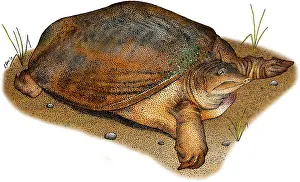 Wildlife Illustrations Imprime: Florida Softshell Turtle