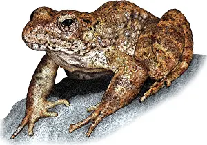 American Wildlife Art Imprime: Foothill Yellowlegged Frog