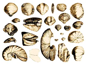 Conchas fósiles de las islas volcánicas del sur de América.