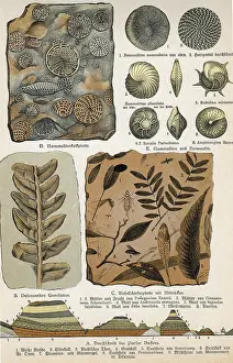 Paleontology Illustrations Imprime: Fossils