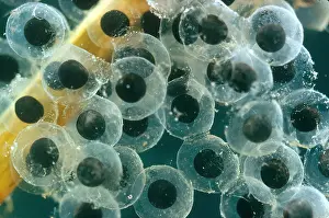 Amphibian Life Cycle Imprime: Frog Eggs Hatching
