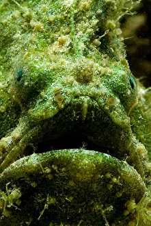 Tropical Reef Fish Imprime: Frogfish