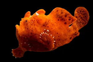 Marine Vertebrates Imprime: Frogfish