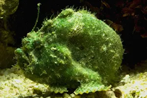 Tropical Reef Fish Imprime: Frogfish