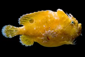 Camouflage Fish Imprime: Frogfish