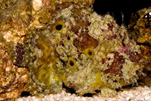 Camouflaged Fish Imprime: Frogfish