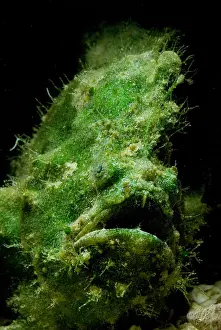 Close Up Animal Portraits Imprime: Frogfish
