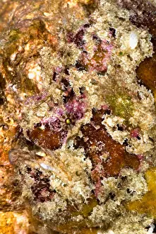 Tropical Reef Fish Imprime: Frogfish